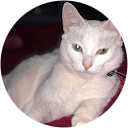 Eva S. profile picture